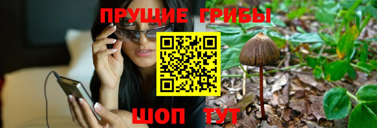 Галлюциногенные грибы Psilocybe  наркота  Кемерово  Вход с VPN  Галлюциногенные грибы ЛСД 